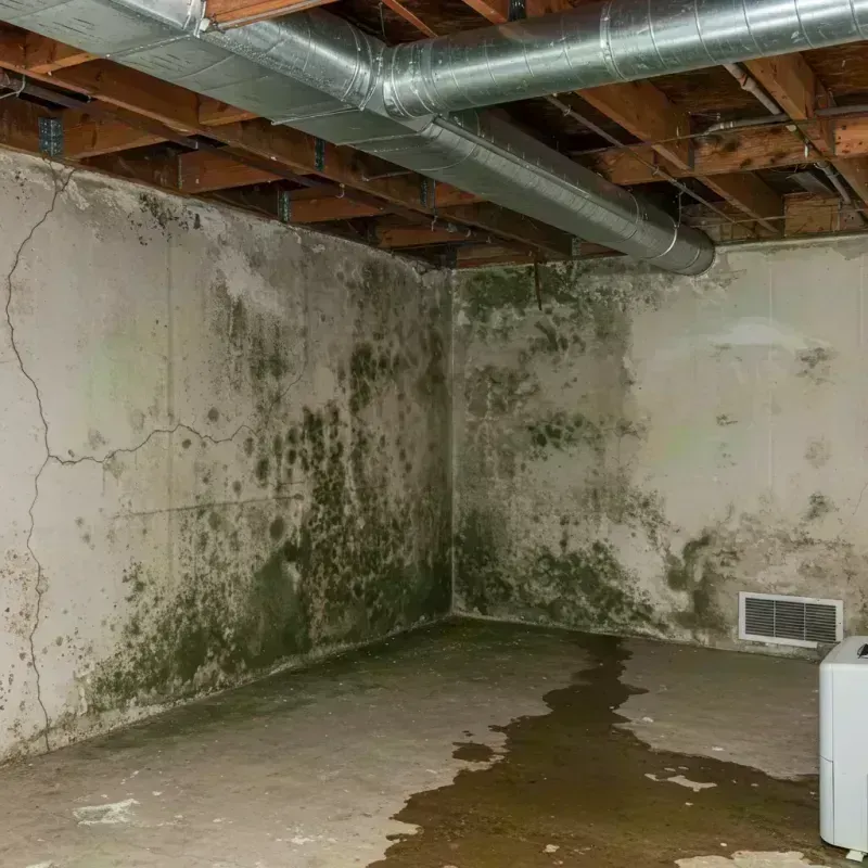 Professional Mold Removal in Elmwood, IL